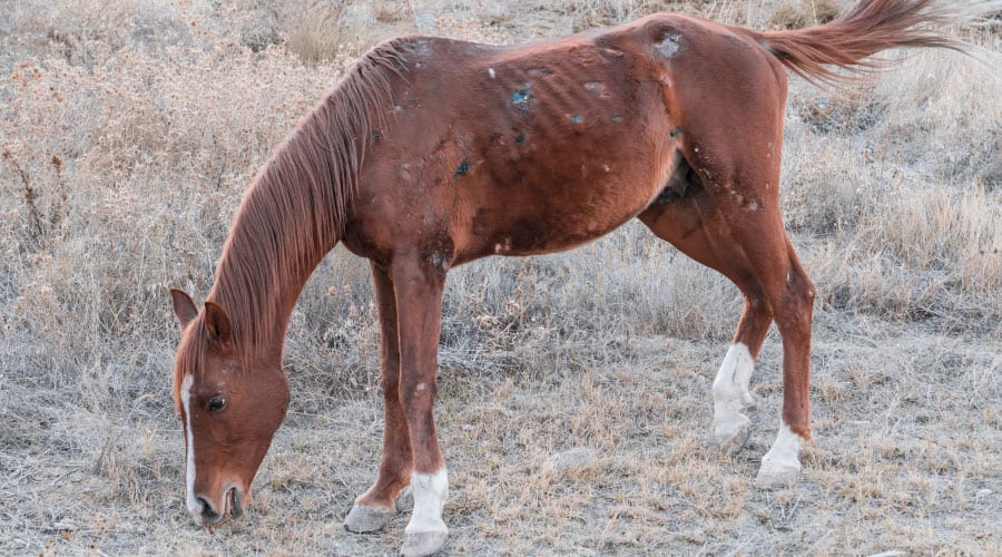 Can You Ride A Horse With Rain Rot Equestrian Space