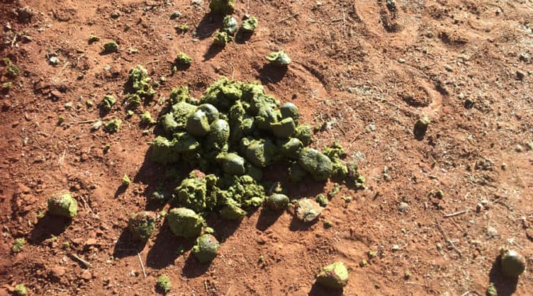 Do Horse Riders Have to Pick Up Poop? – Equestrian Space