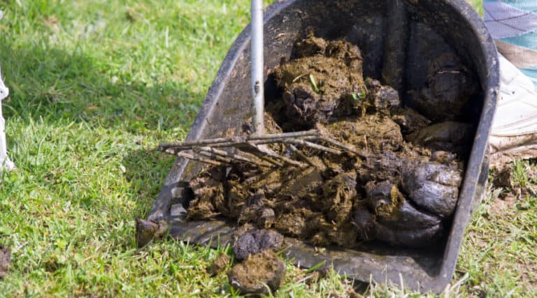 Do Horse Riders Have to Pick Up Poop? – Equestrian Space