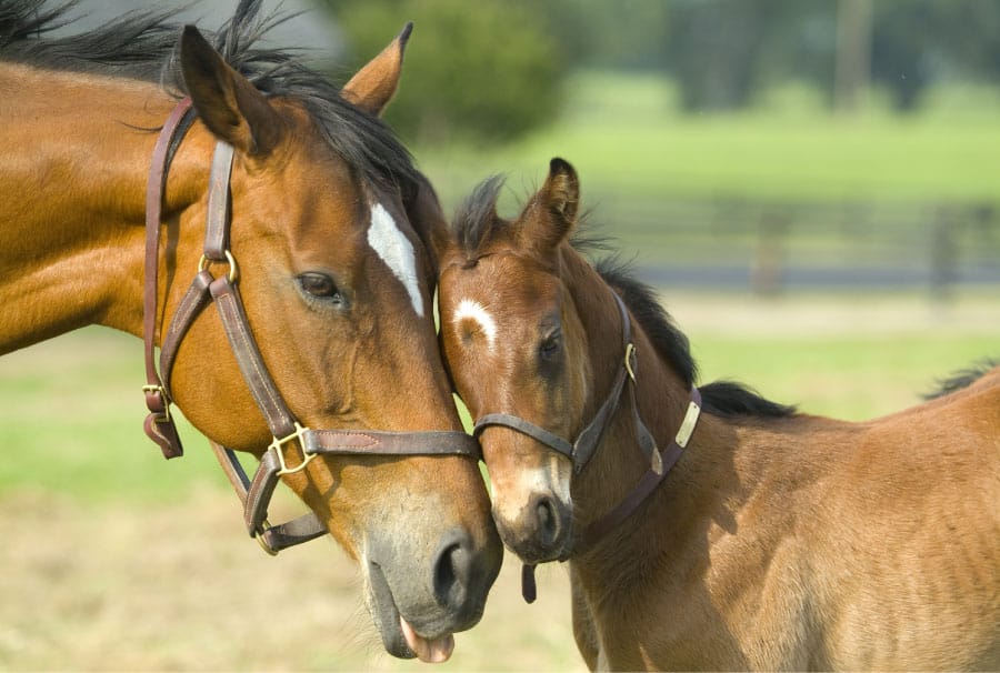 How Many Babies Can A Horse Have Equestrian Space