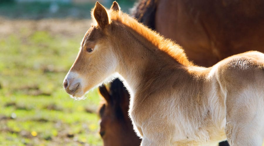 How Many Babies Can A Horse Have Equestrian Space