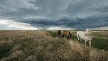 What To Do With Horses In A Tornado Equestrian Space