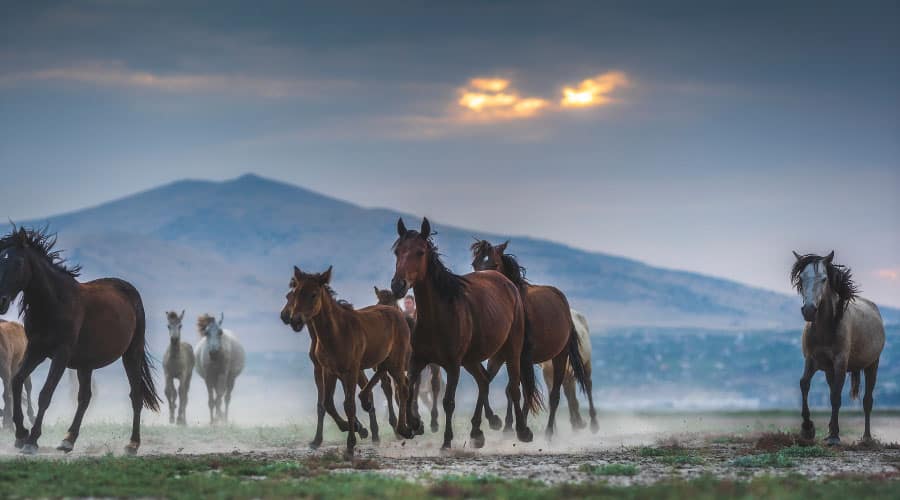 What To Do With Horses In A Tornado Equestrian Space