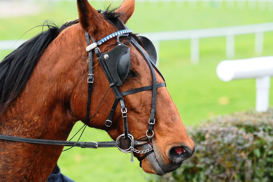 Why Do Horses Need Blinders Equestrian Space