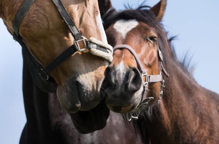 Why Does a Horse Rub Its Head On You? – Equestrian Space