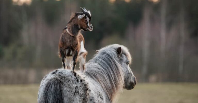 A horse and goat standing together as pasture companions