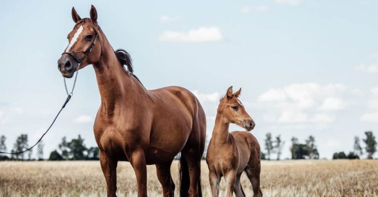 Chestnut mare standing with a young foal in a field