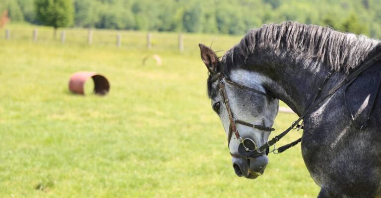 Arabian horse turning around a barrel in a Western arena