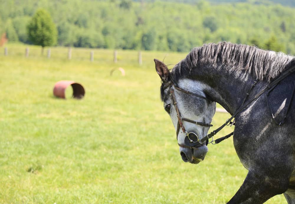 Can Arabian Horses Barrel Race Equestrian Space