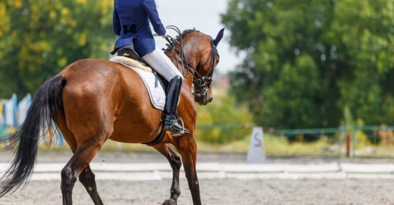Chestnut horse and rider in a dressage arena wearing a figure-eight grackle noseband