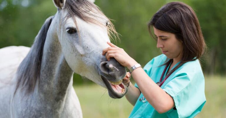 Chestnut horse being examined for pain after exercise