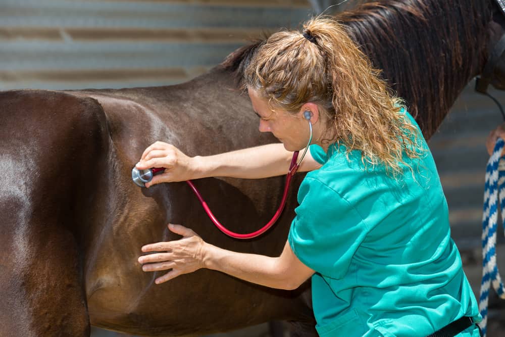 Can You Ride A Horse With Cushings Equestrian Space