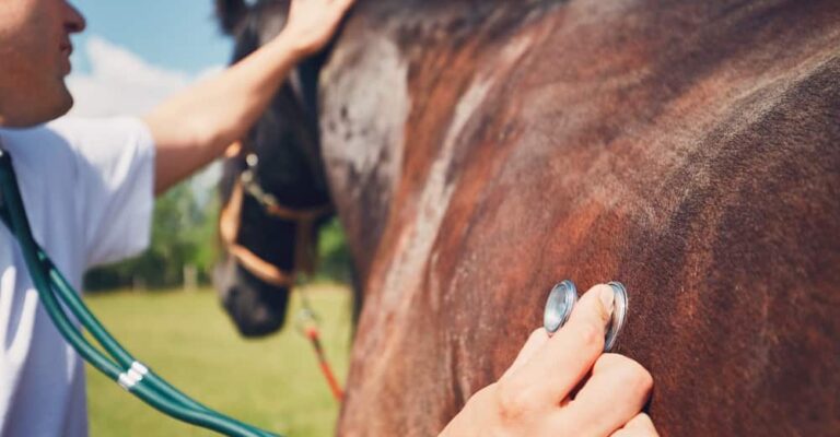 Veterinarian listening to a bay horse’s chest with a stethoscope outdoors