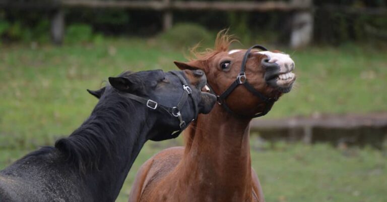 Black horse biting toward a chestnut horse in a paddock