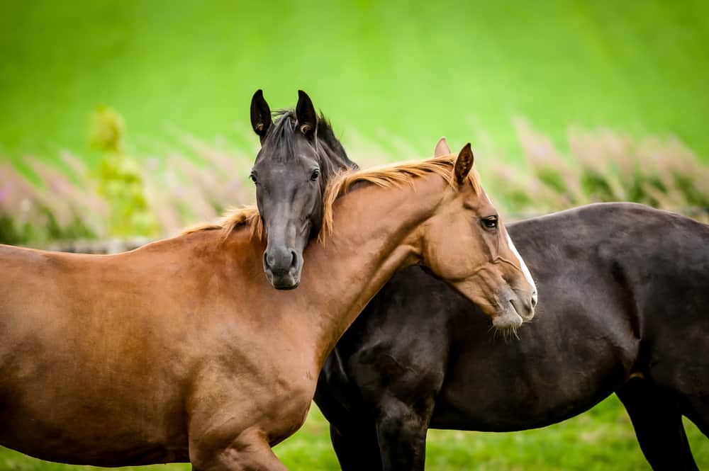 how-do-horses-show-affection-equestrian-space