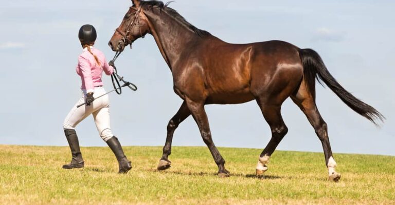 Horse and rider preparing to ride with a halter in an enclosed arena