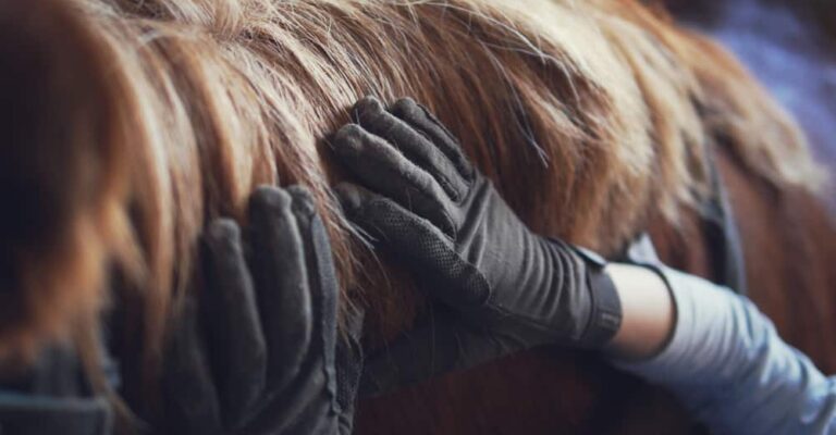 Horse with a well-groomed mane being cared for
