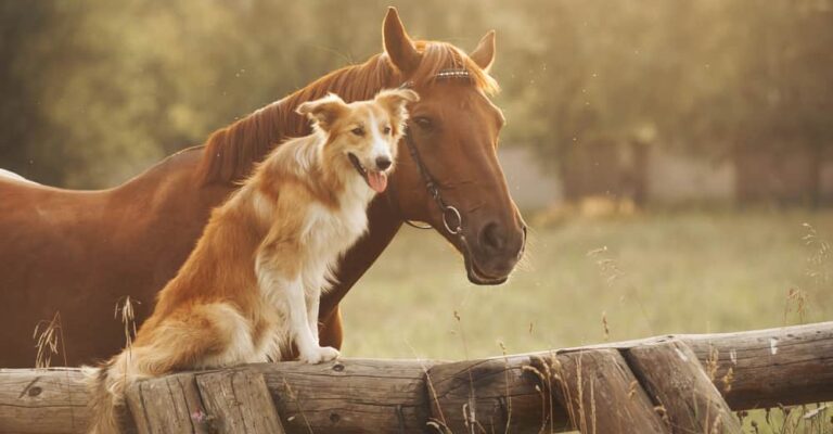 Chestnut horse and Border Collie standing together beside a wooden fence