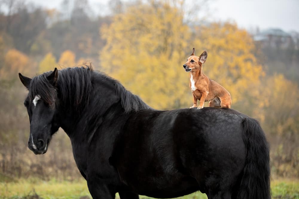 Horses vs. Dogs: Who is Actually Smarter? – Equestrian Space