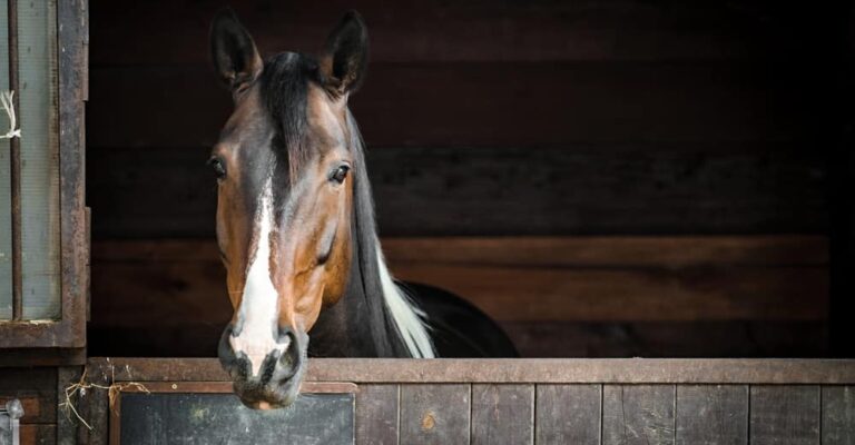 Bay horse looking over a wooden stable door