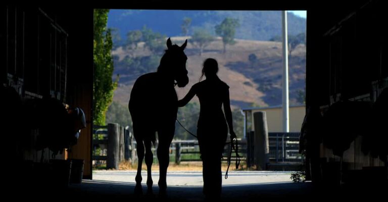 Horse-safe stable setup with doors and fencing checked before fireworks