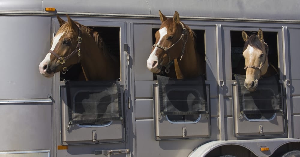 how long can horse travel in trailer