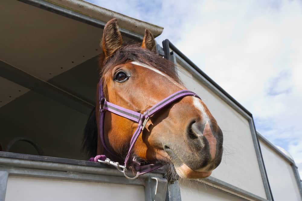 how long can horse travel in trailer