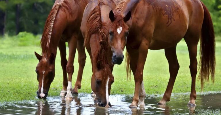 Horse drinking from a clean water trough beside a stable rainwater collection system