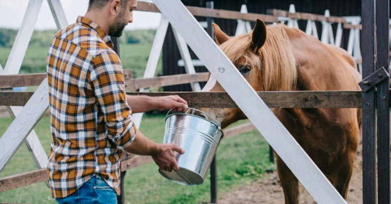 Horse receiving a bucket of feed beside a fenced pasture