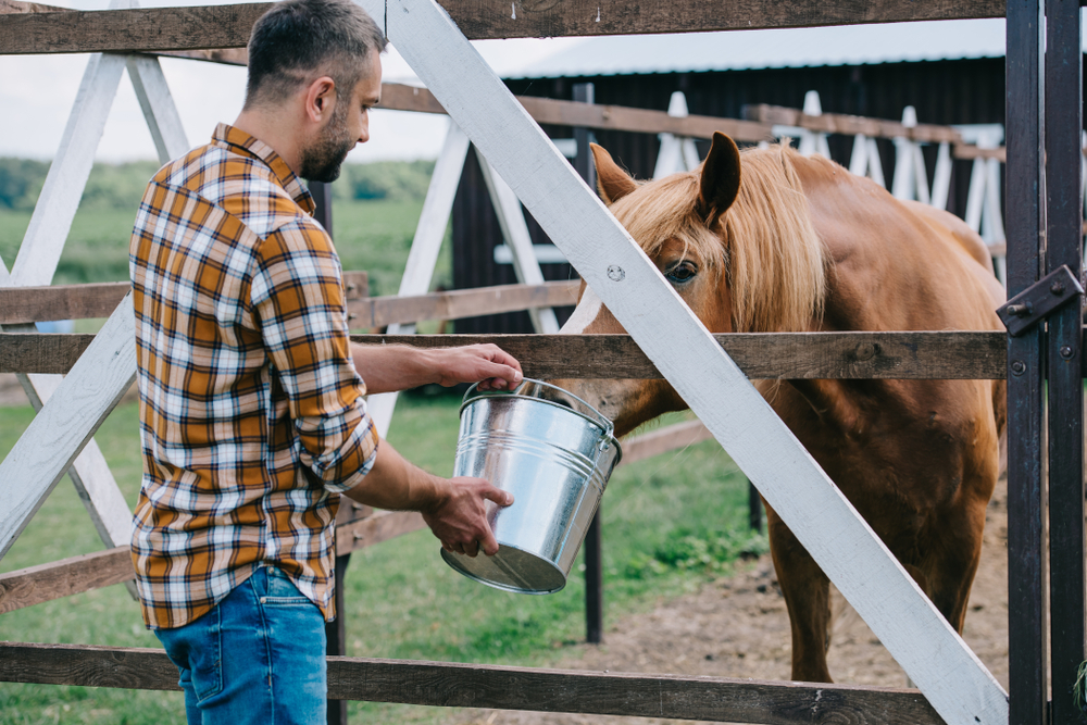 Can Horses Eat Goat Feed? – Equestrian Space