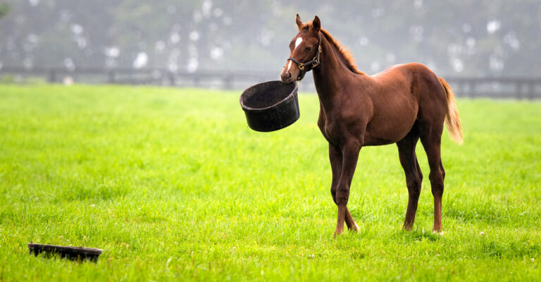 Foal investigating food in a pasture