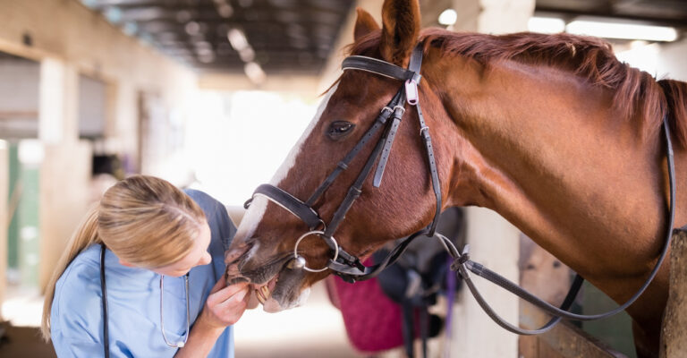 Veterinarian examining a bridled chestnut horse in a stable