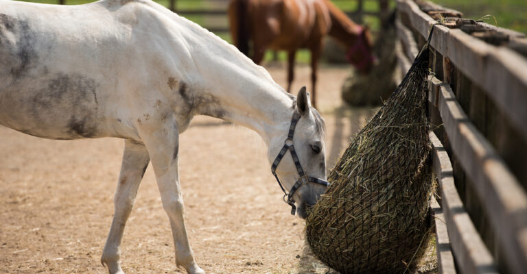 Horse dewormer syringe and feed guidance for safe administration