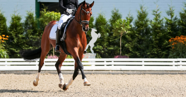 Rider guiding a chestnut horse through a dressage movement in an outdoor arena