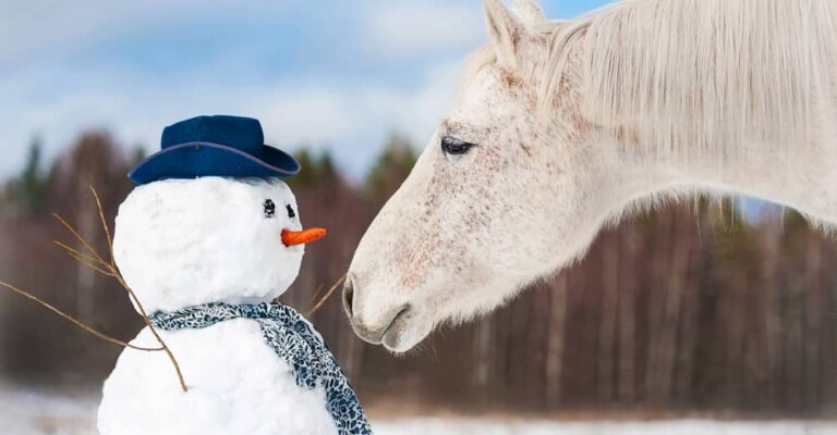 White horse inspecting a snowman in a snowy winter field