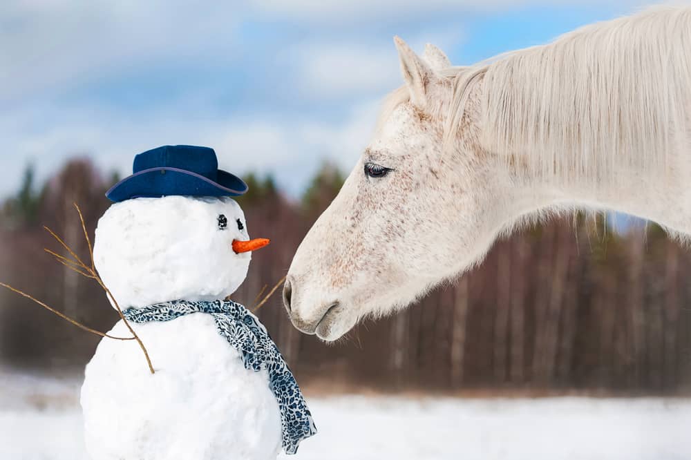 How Cold Can Horses Tolerate Equestrian Space