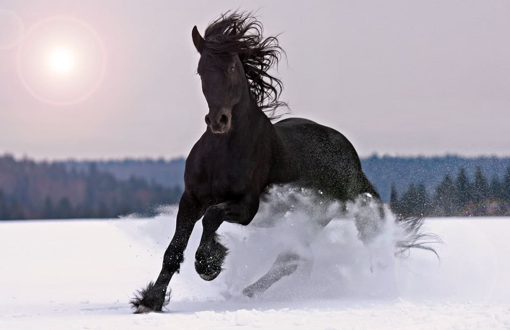 How Cold Can Horses Survive 