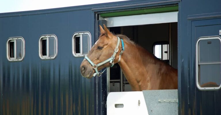 Show jumping horse being prepared for travel to a competition