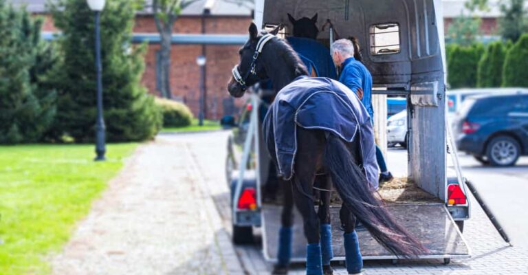 Horse standing calmly in an air-transport stall before international travel
