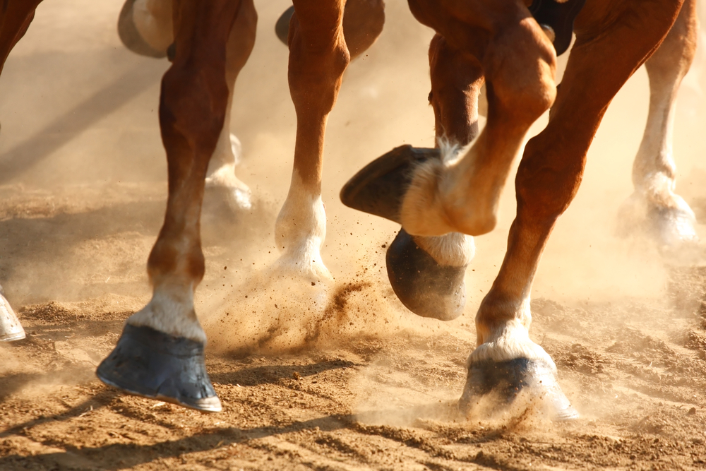 How Do Wild Horses Maintain Their Hooves Equestrian Space