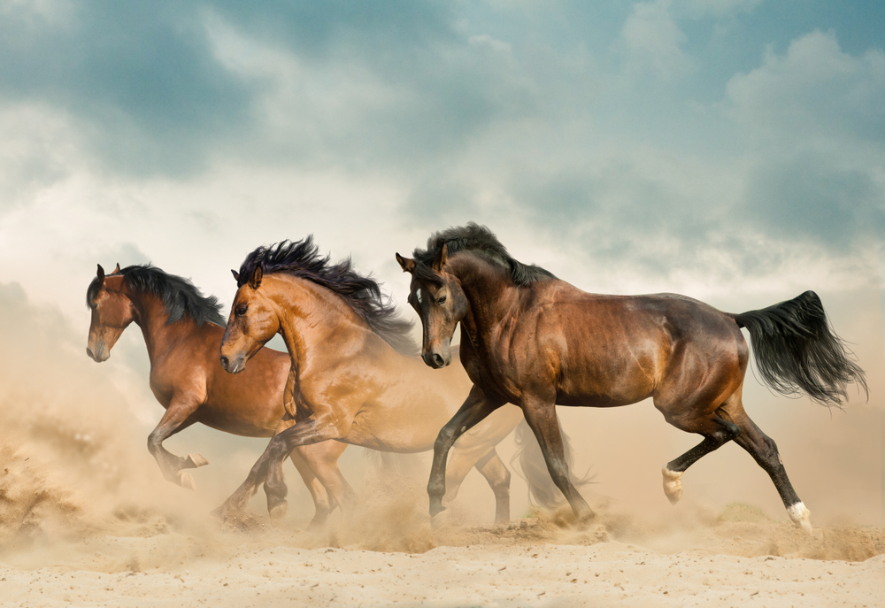 How Do Wild Horses Maintain Their Hooves Equestrian Space