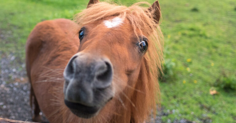 Miniature horse standing in a grassy paddock