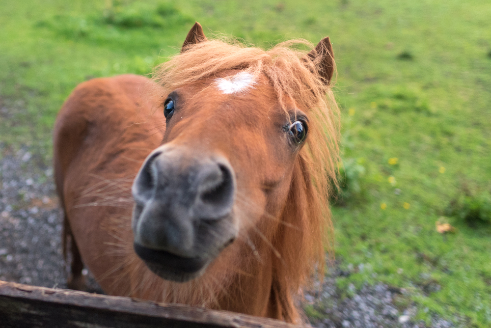 How long can mini horses live