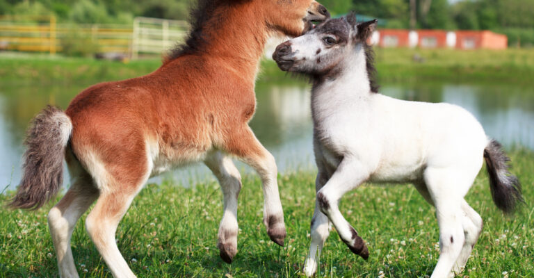 Miniature horse being cared for in a stable setting