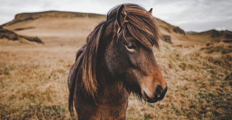 Chestnut horse standing in a grassy highland landscape