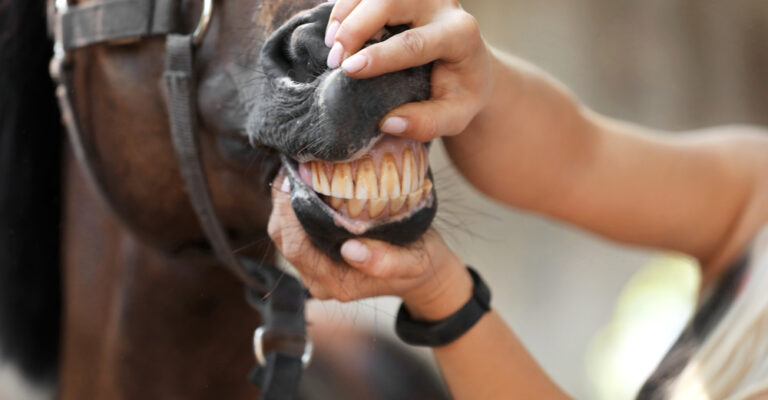 Horse dental chart comparing tooth changes from about 1 to 15 years