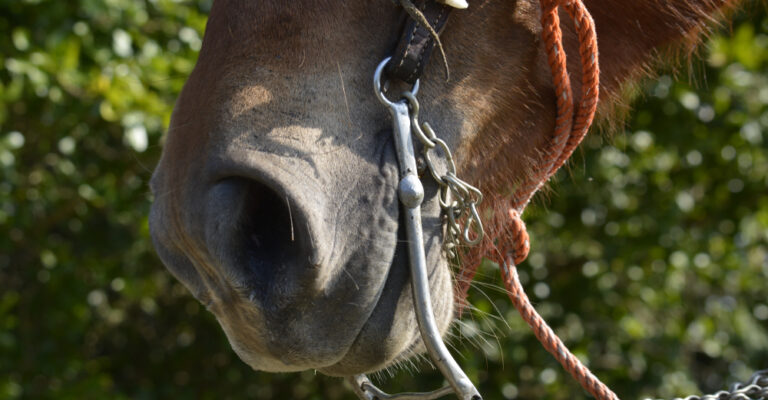 A horse wearing a bitless hackamore bridle with a nosepiece and reins