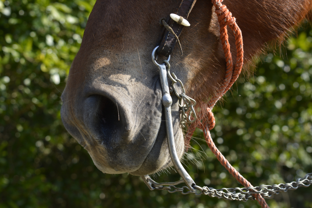 Proper Fit of a Bosal 