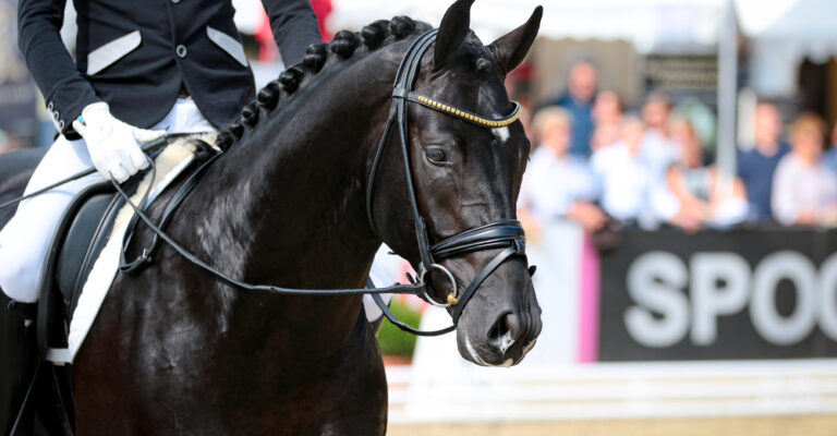 Black dressage horse and rider performing in a competition arena