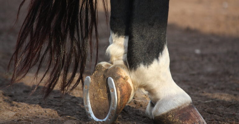 Farrier examining a horse hoof while fitting a horseshoe